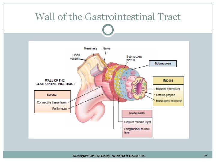 Wall of the Gastrointestinal Tract Copyright © 2012 by Mosby, an imprint of Elsevier