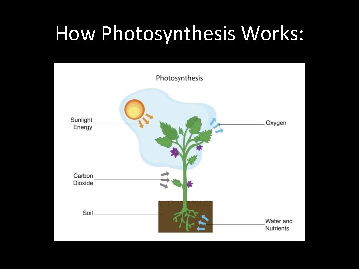 How Photosynthesis Works: 