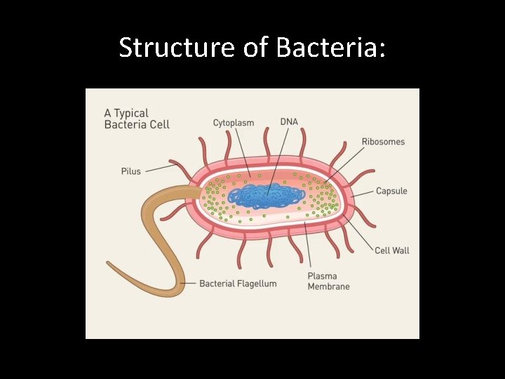 Structure of Bacteria: 