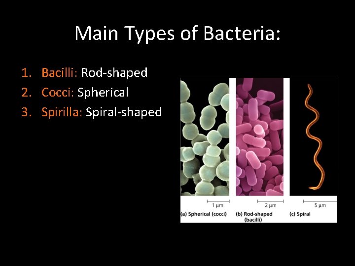 Main Types of Bacteria: 1. Bacilli: Rod-shaped 2. Cocci: Spherical 3. Spirilla: Spiral-shaped 