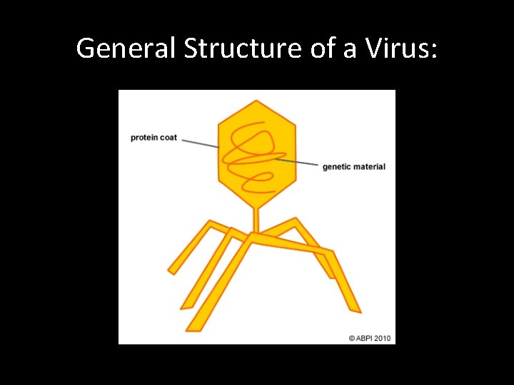 General Structure of a Virus: 