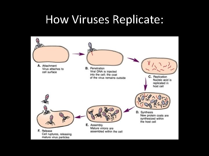 How Viruses Replicate: 