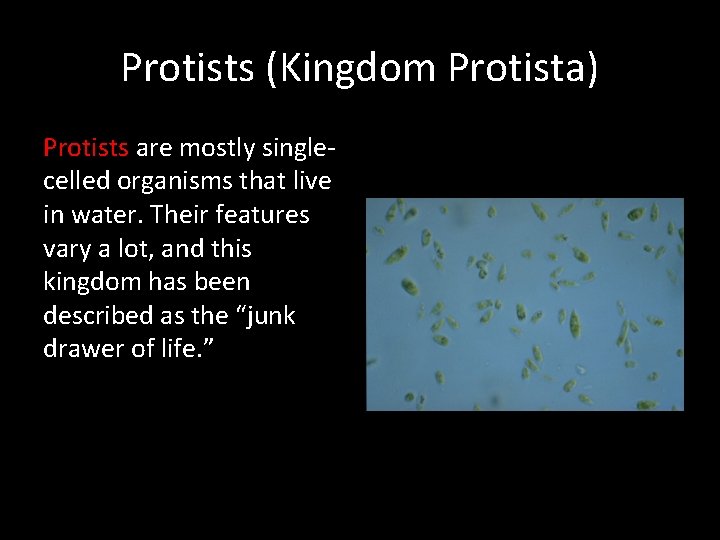 Protists (Kingdom Protista) Protists are mostly singlecelled organisms that live in water. Their features