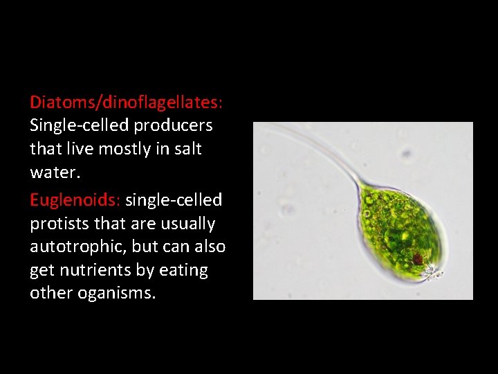 Diatoms/dinoflagellates: Single-celled producers that live mostly in salt water. Euglenoids: single-celled protists that are