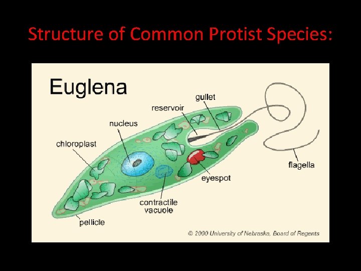 Structure of Common Protist Species: 
