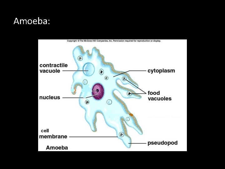 Amoeba: 