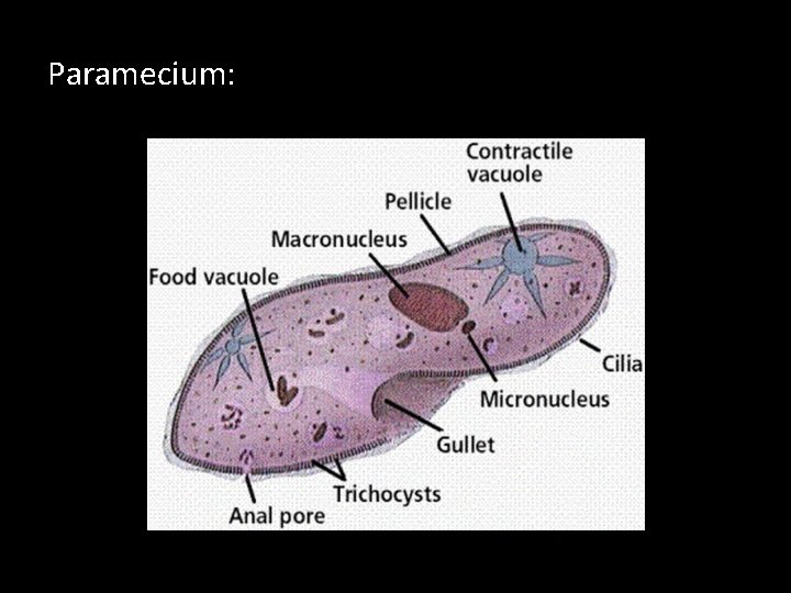 Paramecium: 