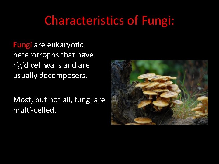 Characteristics of Fungi: Fungi are eukaryotic heterotrophs that have rigid cell walls and are