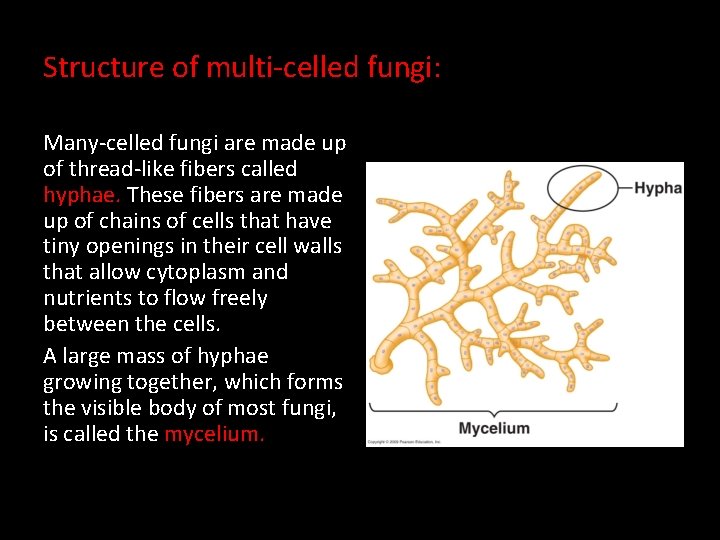 Structure of multi-celled fungi: Many-celled fungi are made up of thread-like fibers called hyphae.