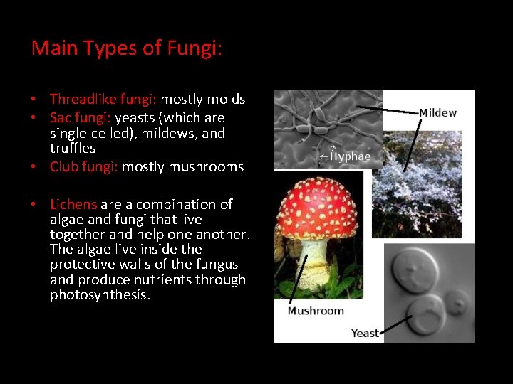 Main Types of Fungi: • Threadlike fungi: mostly molds • Sac fungi: yeasts (which