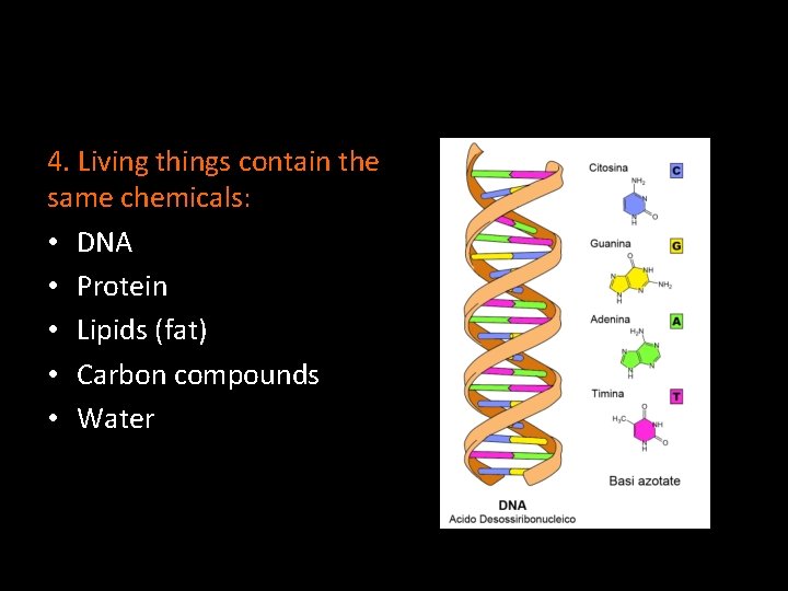 4. Living things contain the same chemicals: • DNA • Protein • Lipids (fat)