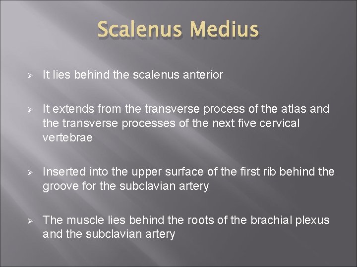 Scalenus Medius Ø It lies behind the scalenus anterior Ø It extends from the