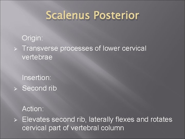 Scalenus Posterior Ø Ø Ø Origin: Transverse processes of lower cervical vertebrae Insertion: Second