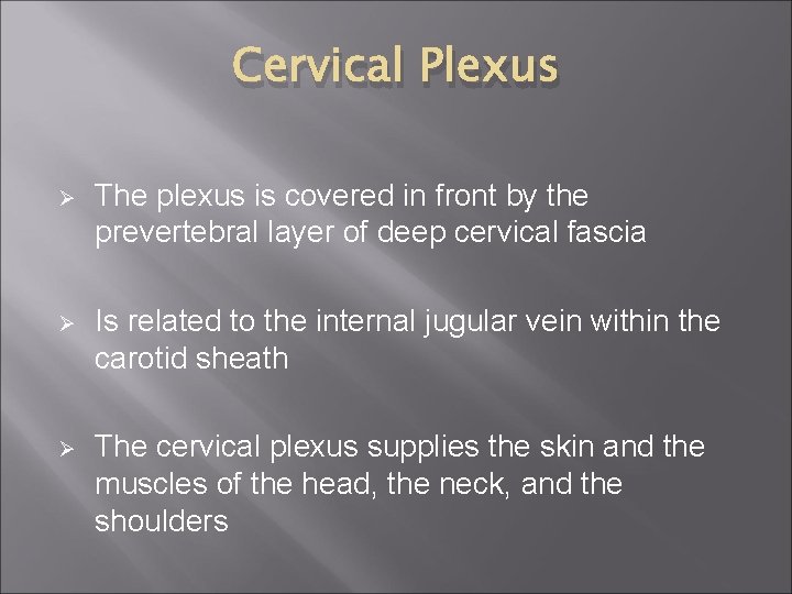 Cervical Plexus Ø The plexus is covered in front by the prevertebral layer of
