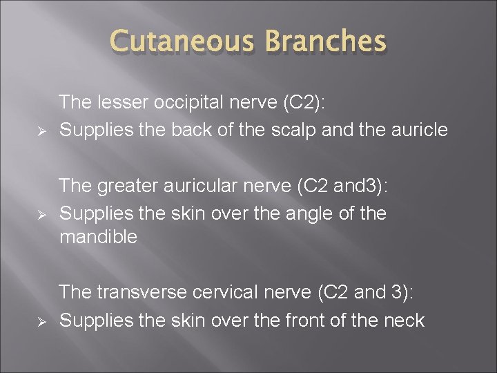 Cutaneous Branches Ø Ø Ø The lesser occipital nerve (C 2): Supplies the back