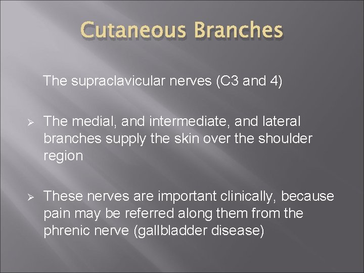 Cutaneous Branches The supraclavicular nerves (C 3 and 4) Ø The medial, and intermediate,