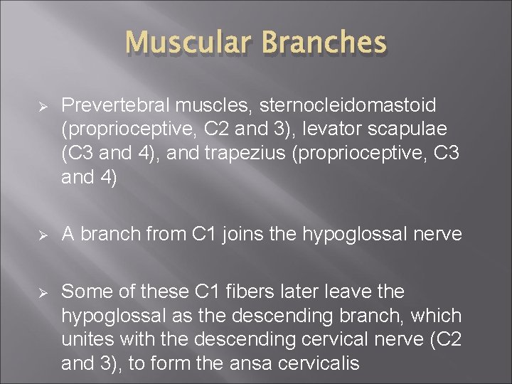 Muscular Branches Ø Prevertebral muscles, sternocleidomastoid (proprioceptive, C 2 and 3), levator scapulae (C