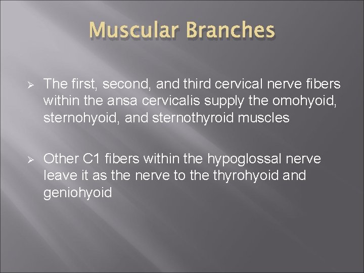 Muscular Branches Ø The first, second, and third cervical nerve fibers within the ansa