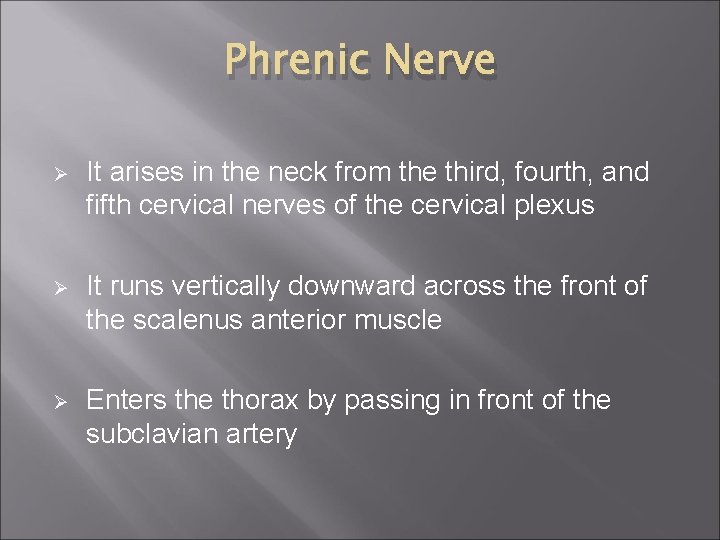 Phrenic Nerve Ø It arises in the neck from the third, fourth, and fifth