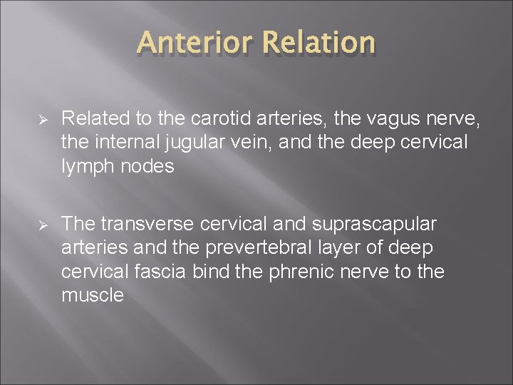 Anterior Relation Ø Related to the carotid arteries, the vagus nerve, the internal jugular