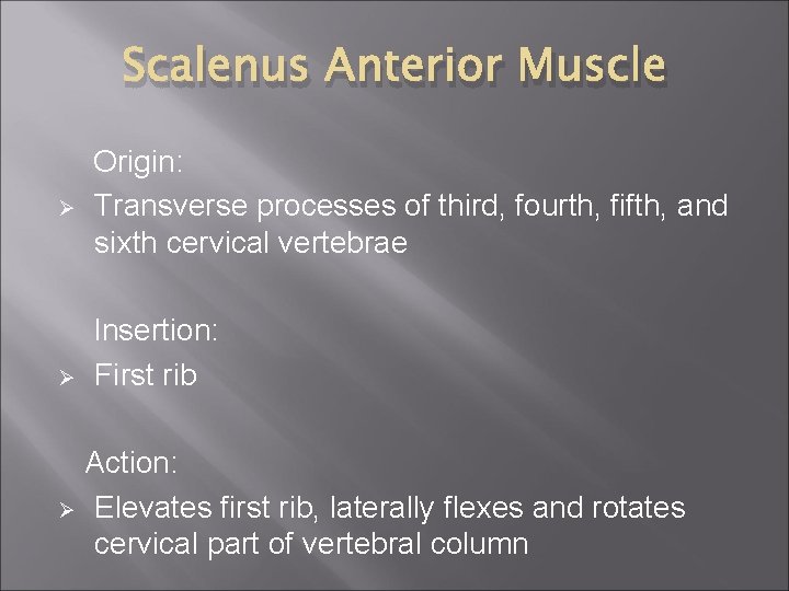 Scalenus Anterior Muscle Ø Ø Ø Origin: Transverse processes of third, fourth, fifth, and