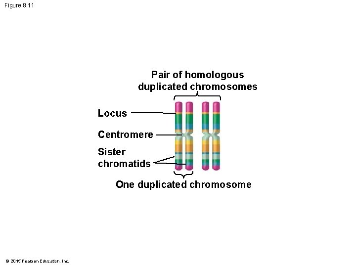 Figure 8. 11 Pair of homologous duplicated chromosomes Locus Centromere Sister chromatids One duplicated