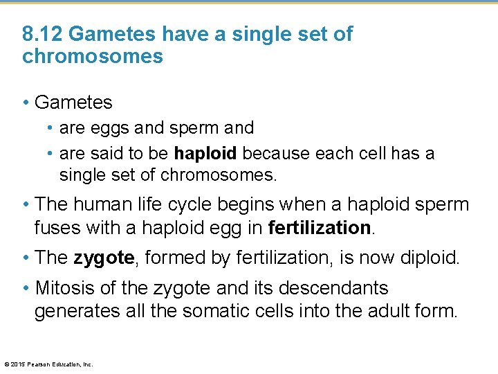 8. 12 Gametes have a single set of chromosomes • Gametes • are eggs