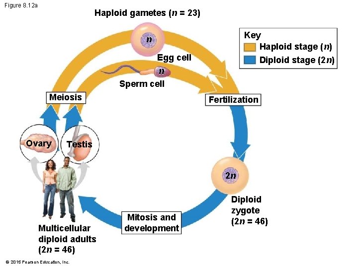 Figure 8. 12 a Haploid gametes (n = 23) Key Haploid stage (n) Diploid