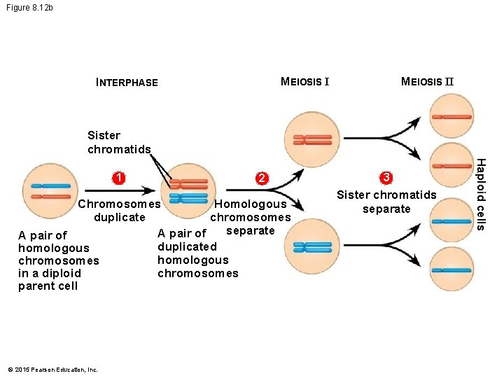 Figure 8. 12 b MEIOSIS I INTERPHASE MEIOSIS II Sister chromatids 2 Chromosomes Homologous