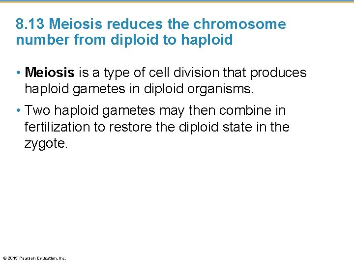 8. 13 Meiosis reduces the chromosome number from diploid to haploid • Meiosis is