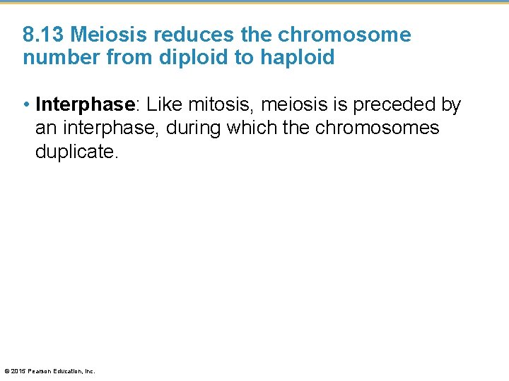 8. 13 Meiosis reduces the chromosome number from diploid to haploid • Interphase: Like