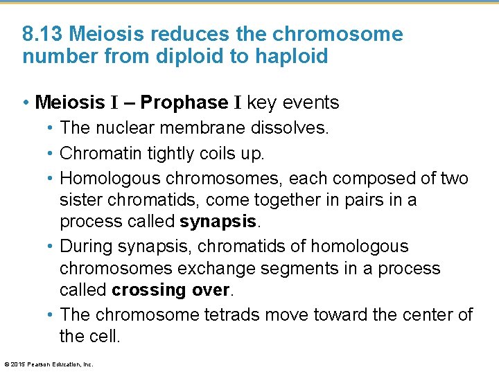 8. 13 Meiosis reduces the chromosome number from diploid to haploid • Meiosis I