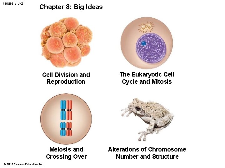 Figure 8. 0 -2 Chapter 8: Big Ideas Cell Division and Reproduction The Eukaryotic