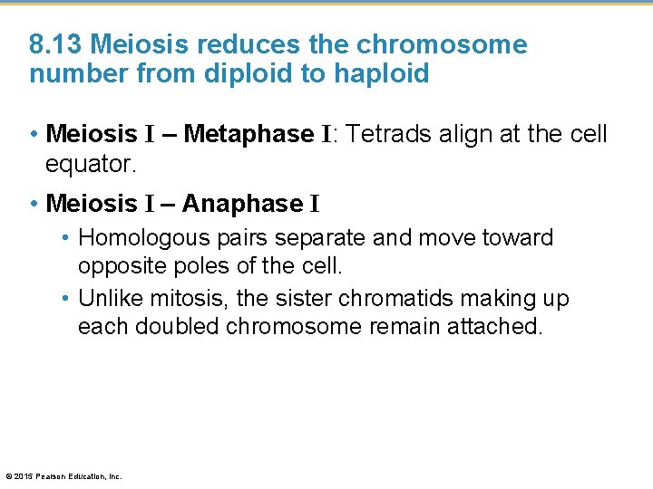 8. 13 Meiosis reduces the chromosome number from diploid to haploid • Meiosis I