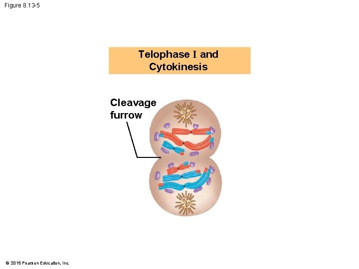 Figure 8. 13 -5 Telophase I and Cytokinesis Cleavage furrow © 2015 Pearson Education,