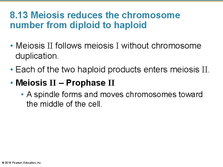 8. 13 Meiosis reduces the chromosome number from diploid to haploid • Meiosis II