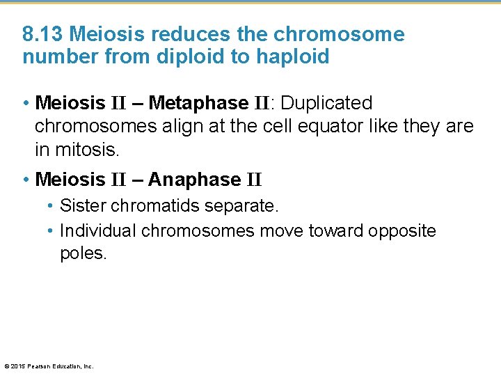 8. 13 Meiosis reduces the chromosome number from diploid to haploid • Meiosis II