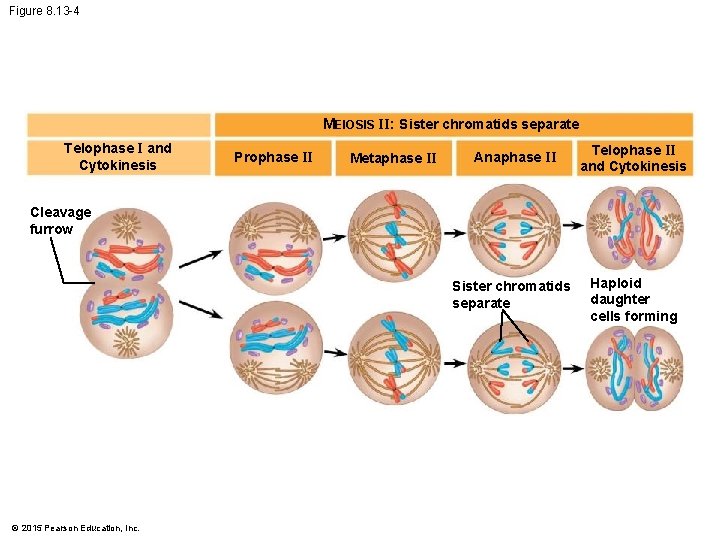 Figure 8. 13 -4 MEIOSIS II: Sister chromatids separate Telophase I and Cytokinesis Prophase