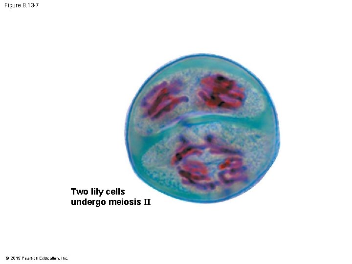 Figure 8. 13 -7 Two lily cells undergo meiosis II © 2015 Pearson Education,