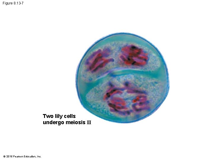 Figure 8. 13 -7 Two lily cells undergo meiosis II © 2015 Pearson Education,