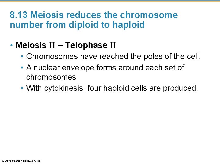 8. 13 Meiosis reduces the chromosome number from diploid to haploid • Meiosis II