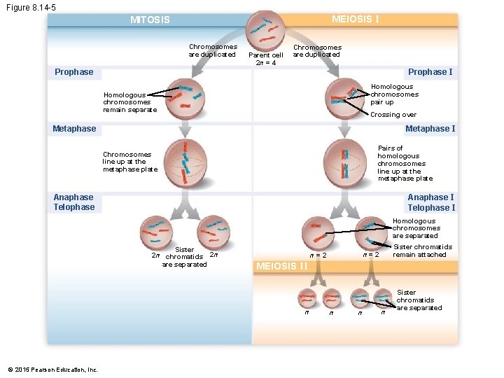 Figure 8. 14 -5 MEIOSIS I MITOSIS Chromosomes are duplicated Parent cell 2 n