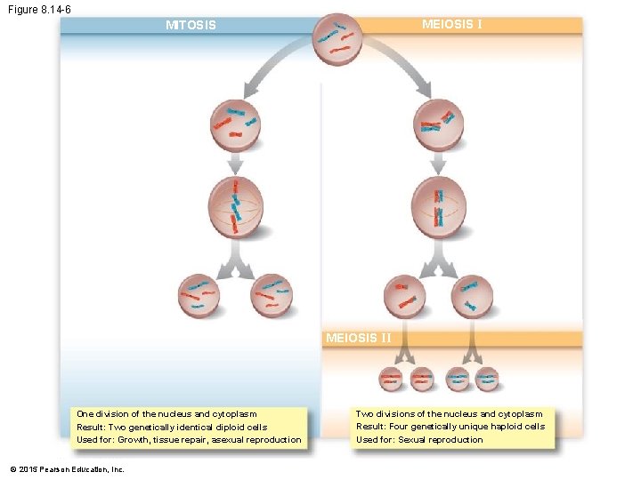 Figure 8. 14 -6 MEIOSIS I MITOSIS MEIOSIS II One division of the nucleus