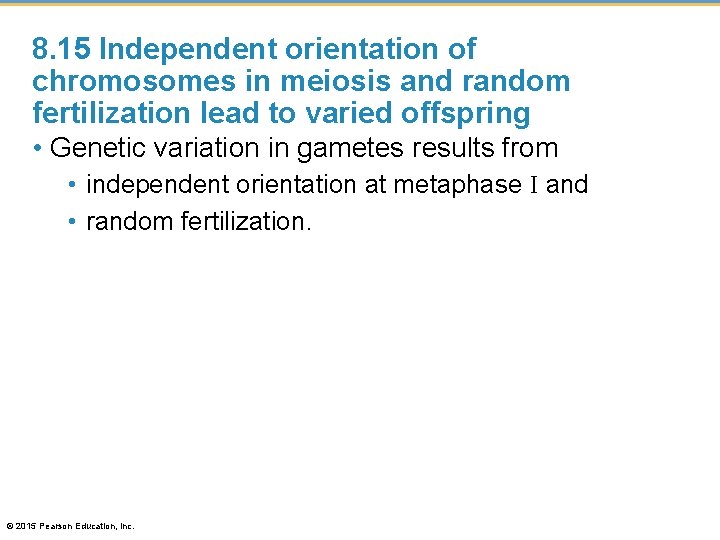 8. 15 Independent orientation of chromosomes in meiosis and random fertilization lead to varied