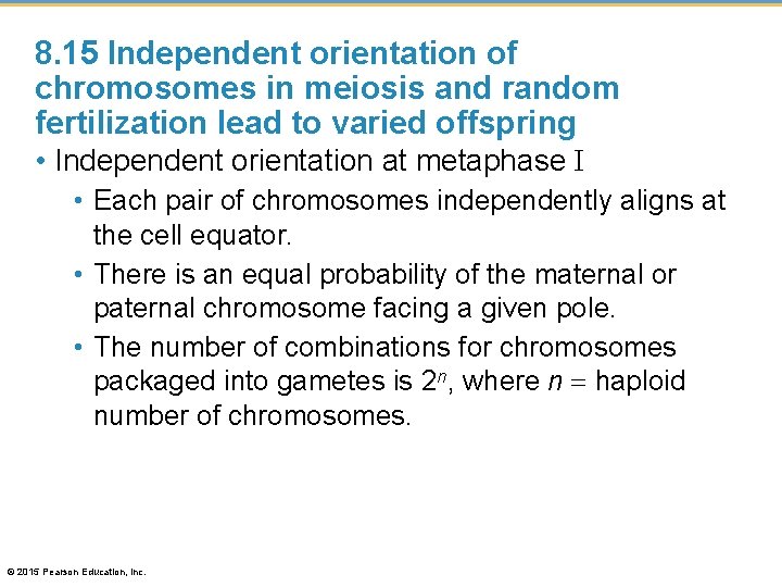 8. 15 Independent orientation of chromosomes in meiosis and random fertilization lead to varied