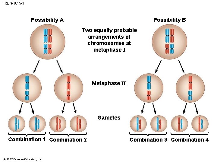 Figure 8. 15 -3 Possibility A Possibility B Two equally probable arrangements of chromosomes