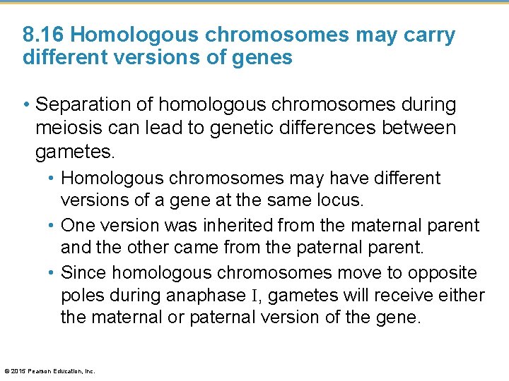 8. 16 Homologous chromosomes may carry different versions of genes • Separation of homologous