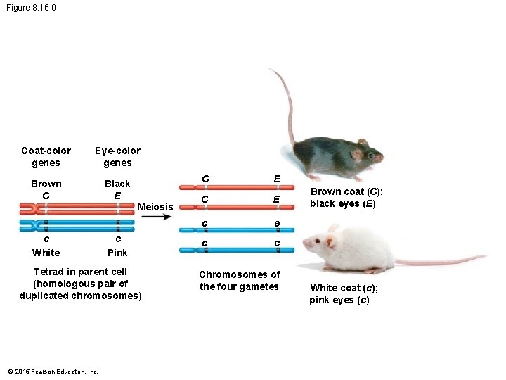 Figure 8. 16 -0 Coat-color genes Eye-color genes Brown C Black E Meiosis c