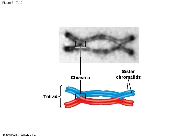 Figure 8. 17 a-0 Chiasma Tetrad © 2015 Pearson Education, Inc. Sister chromatids 