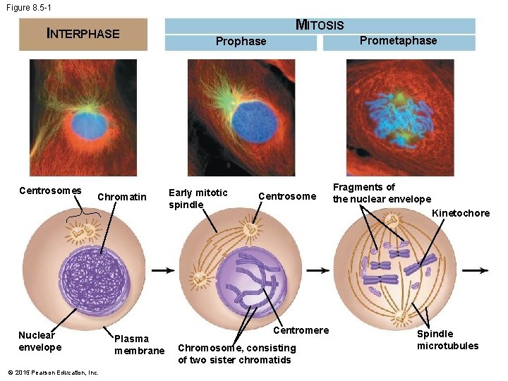 Figure 8. 5 -1 INTERPHASE Centrosomes Chromatin Nuclear envelope © 2015 Pearson Education, Inc.